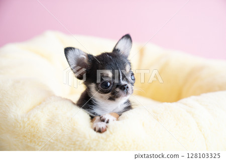 Pink bag and Tarako the Chihuahua in bed Pink bag and Tarako the Chihuahua in bed 128103325