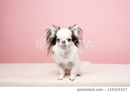 粉紅背和吉娃娃義大利麵 128103327