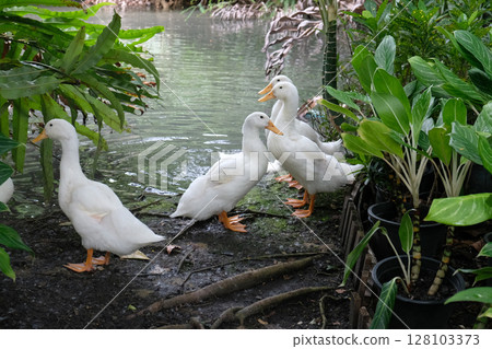 White domestic ducks White domestic ducks 128103373