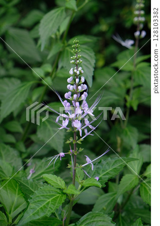 Cat's whiskers (Orthosiphon aristatus) white flowers Cat's whiskers (Orthosiphon aristatus) white flowers 128103382