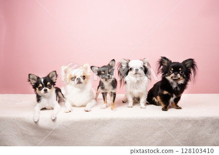 A group photo of a pink buck and five chihuahuas 128103410