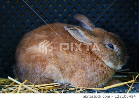Rabbit  128103484