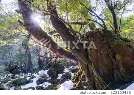 Yakushima Shiratani Unsuikyo Forest (February) A forest of beautiful moss and sunlight filtering through the trees 128103488