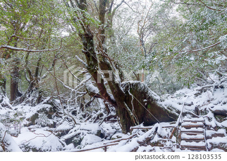Yakushima National Park Shiratani Unsuikyo Frigid Forest (Winter) 128103535