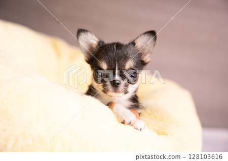 Pink bag and Tarako the Chihuahua in bed Pink bag and Tarako the Chihuahua in bed 128103616