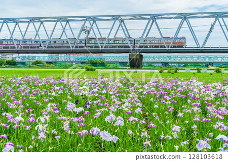 《東京》小岩菖蒲園、菖蒲和京成線 《東京》小岩菖蒲園、菖蒲和京成線 128103618
