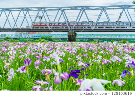 《東京》小岩菖蒲園、菖蒲和京成線 128103619