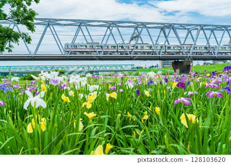 <<Tokyo>> Koiwa Iris Garden, Japanese Iris and Keisei Line 128103620