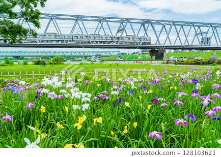 <<Tokyo>> Koiwa Iris Garden, Japanese Iris and Keisei Line 128103621
