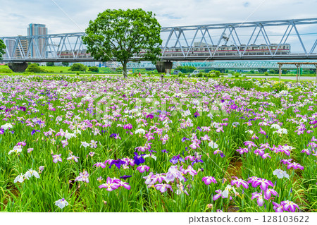 <<Tokyo>> Koiwa Iris Garden, Japanese Iris and Keisei Line 128103622