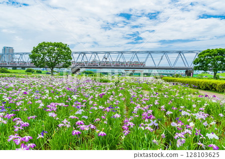 《東京》小岩菖蒲園、菖蒲和京成線 128103625