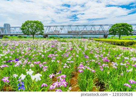 《東京》小岩菖蒲園、菖蒲和京成線 《東京》小岩菖蒲園、菖蒲和京成線 128103626
