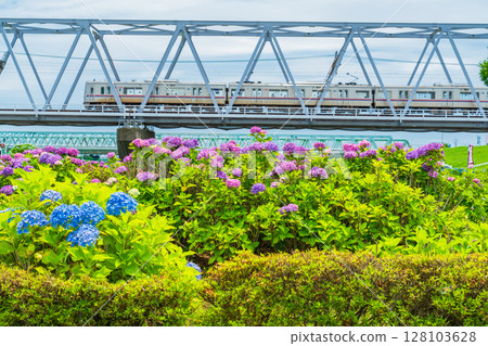 《東京》小岩菖蒲花園、繡球花、京成線 《東京》小岩菖蒲花園、繡球花、京成線 128103628