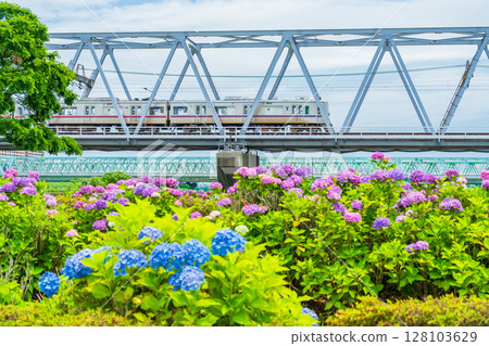 《東京》小岩菖蒲花園、繡球花、京成線 《東京》小岩菖蒲花園、繡球花、京成線 128103629