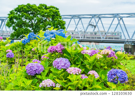 <Tokyo> Koiwa Iris Garden, Hydrangeas and Keisei Line 128103630