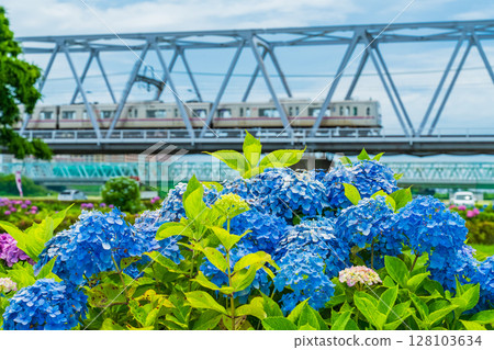 <Tokyo> Koiwa Iris Garden, Hydrangeas and Keisei Line <Tokyo> Koiwa Iris Garden, Hydrangeas and Keisei Line 128103634