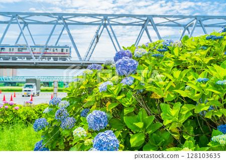 《東京》小岩菖蒲花園、繡球花、京成線 《東京》小岩菖蒲花園、繡球花、京成線 128103635