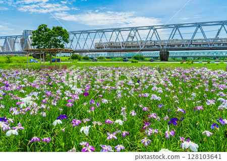 <<Tokyo>> Koiwa Iris Garden, Japanese Iris and Keisei Line 128103641