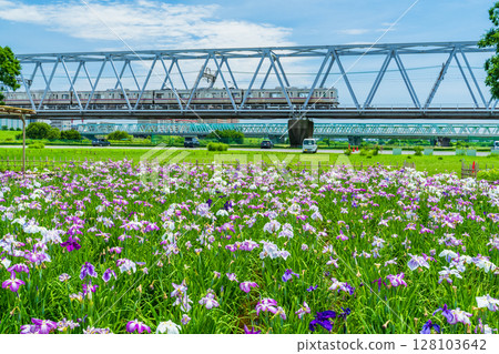 <<Tokyo>> Koiwa Iris Garden, Japanese Iris and Keisei Line <<Tokyo>> Koiwa Iris Garden, Japanese Iris and Keisei Line 128103642