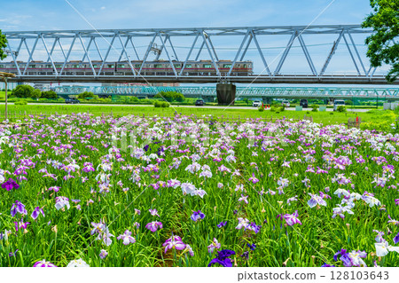 <<Tokyo>> Koiwa Iris Garden, Japanese Iris and Keisei Line <<Tokyo>> Koiwa Iris Garden, Japanese Iris and Keisei Line 128103643
