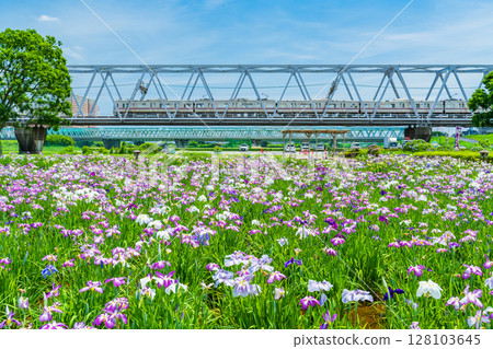《東京》小岩菖蒲園、菖蒲和京成線 128103645