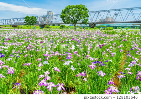 <<Tokyo>> Koiwa Iris Garden, Japanese Iris and Keisei Line 128103646
