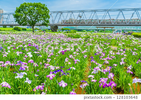 《東京》小岩菖蒲園、菖蒲和京成線 《東京》小岩菖蒲園、菖蒲和京成線 128103648