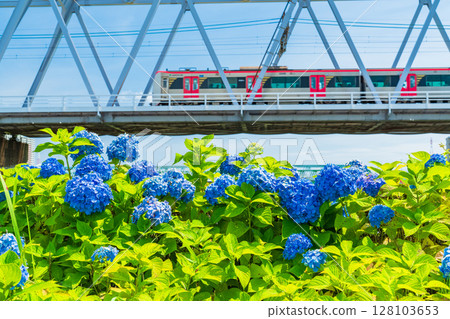《東京》小岩菖蒲花園、繡球花、京成線 《東京》小岩菖蒲花園、繡球花、京成線 128103653