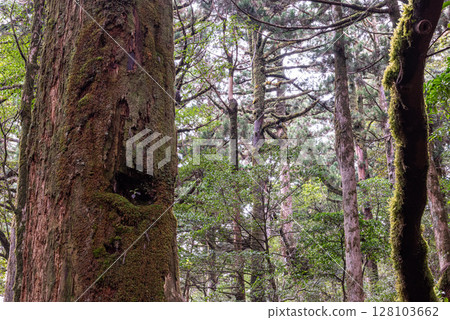 屋久島國立公園屋久杉地屋久杉森林(春季) 屋久島國立公園屋久杉地屋久杉森林(春季) 128103662