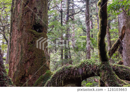 屋久島國立公園 屋久杉之地:神明棲息的森林(春季) 屋久島國立公園 屋久杉之地:神明棲息的森林(春季) 128103663