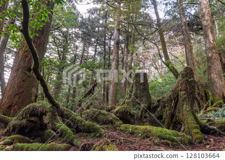 屋久島國立公園屋久杉地屋久杉森林（春季） 128103664