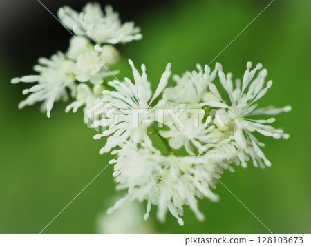Miyama larch blooming on the plateau (20250703080327) 128103673