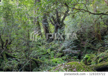 Yakushima Shiratani Unsuikyo Gorge: Japan's most beautiful moss forest (Autumn) 128103722