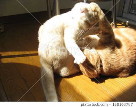 Playful Cat 128103797