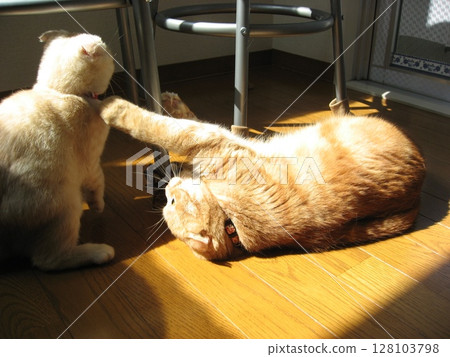 naughty cat naughty cat 128103798