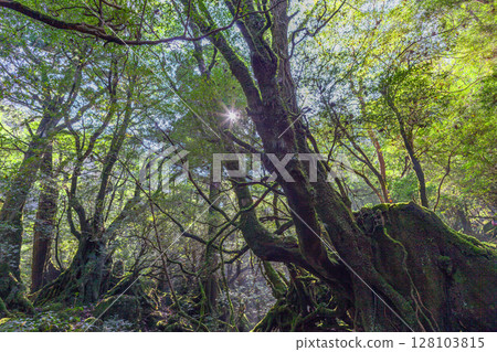 Yakushima National Park Shiratani Unsuikyo Gorge - Forest of Sunlight (Autumn) 128103815