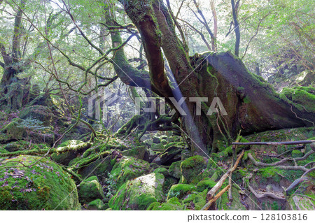 屋久島國立公園白谷雲水峽～陽光之森（秋） 128103816