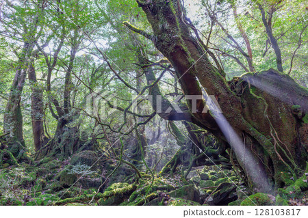屋久島國立公園白谷雲水峽～陽光之森（秋） 128103817