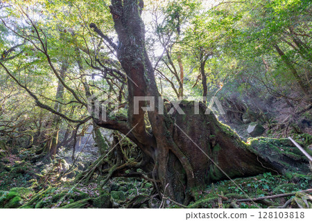 屋久島國立公園白谷雲水峽～陽光之森（秋） 128103818