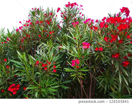 七月紅花 128103841