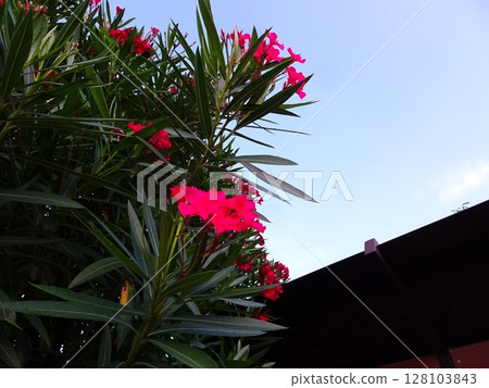 七月紅花 128103843