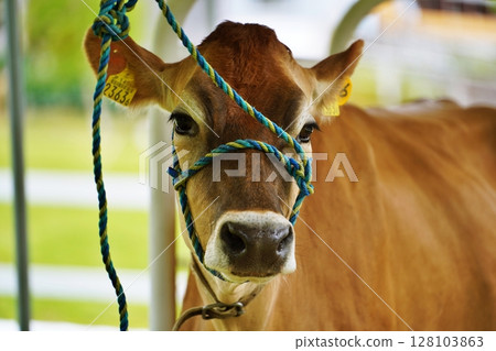 Cow Cow 128103863