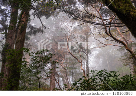 Yakushima Yakusugi Land: A silent forest where gods reside (Autumn) 128103893