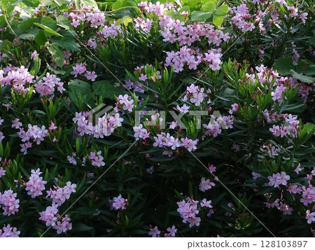 七月的粉紅色花朵 128103897
