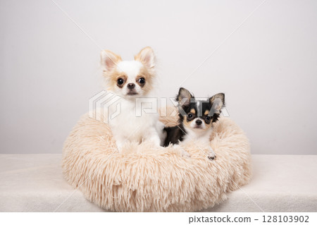 Two chihuahuas in bed with a white background Two chihuahuas in bed with a white background 128103902