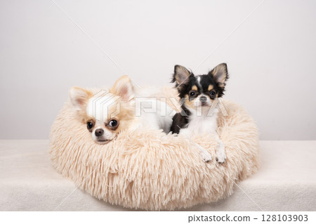 Two chihuahuas in bed with a white background 128103903