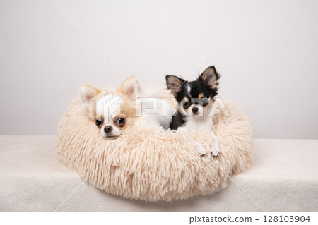 Two chihuahuas in bed with a white background 128103904