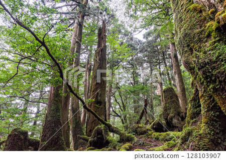 屋久島屋久杉樂園：神居住的屋久杉森林（秋季） 128103907