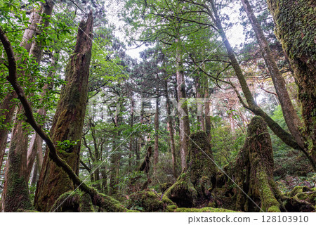 Yakushima Yakusugi Land Forest (November) A forest where gods live and where beautiful moss shines 128103910