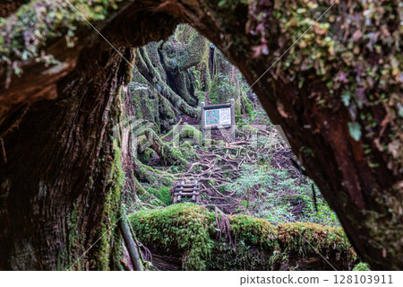 Yakushima Yakusugi Land Forest (November) A forest where gods live and where beautiful moss shines 128103911